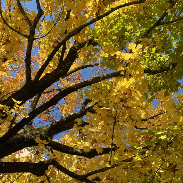 Danke - Herbstbaum in Zug